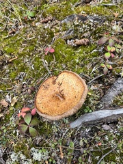 Lactarius deliciosus