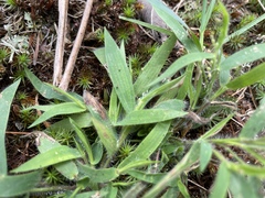 Dichanthelium acuminatum