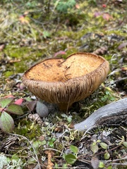 Lactarius deliciosus