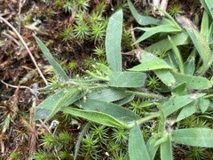 Dichanthelium acuminatum