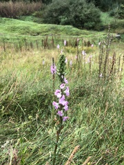 Pedicularis mexicana