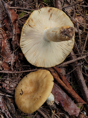 Russula fragrantissima