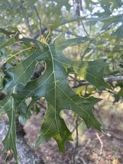 Quercus buckleyi
