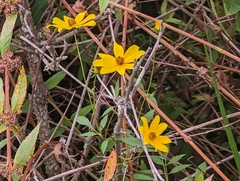 Bidens aristosa