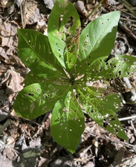 Lysimachia borealis