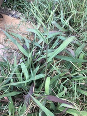 Paspalum pubiflorum