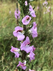 Pedicularis mexicana