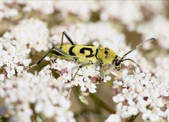 Chlorophorus varius