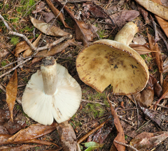 Russula fragrantissima