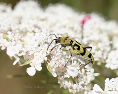 Chlorophorus varius