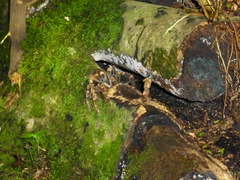 Megaphobema mesomelas