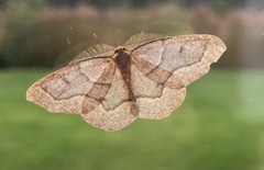 Lambdina fiscellaria