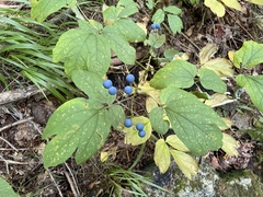 Caulophyllum thalictroides