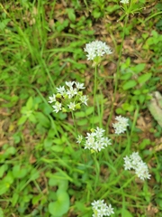 Allium tuberosum