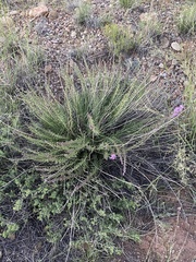 Liatris punctata
