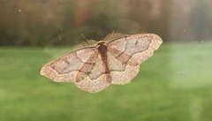 Lambdina fiscellaria