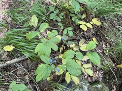 Caulophyllum thalictroides