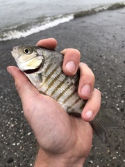 Amphistichus argenteus