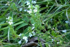 Euphrasia stricta