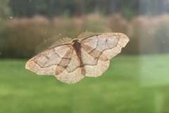 Lambdina fiscellaria