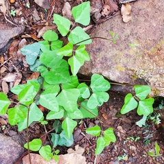 Phaseolus filiformis