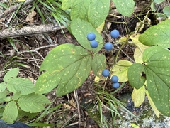 Caulophyllum thalictroides