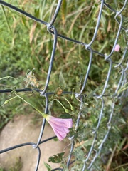Convolvulus