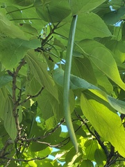 Catalpa speciosa