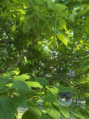 Catalpa speciosa