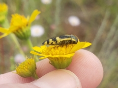 Acmaeodera amplicollis