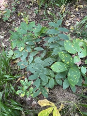 Uvularia grandiflora