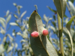 Euura californica