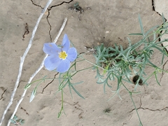 Linum lewisii