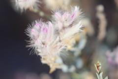 Ptilotus whitei