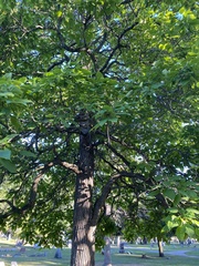 Catalpa speciosa