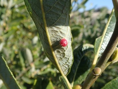 Euura californica