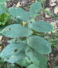 Uvularia grandiflora