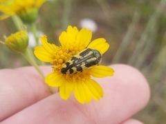 Acmaeodera amplicollis