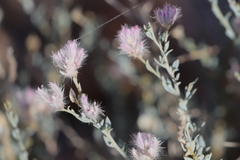 Ptilotus whitei