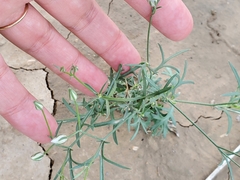 Linum lewisii