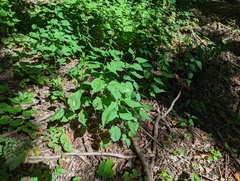 Solidago flexicaulis