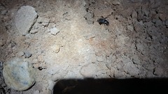 Harpalus rufipes