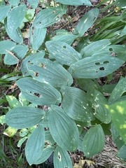 Uvularia grandiflora