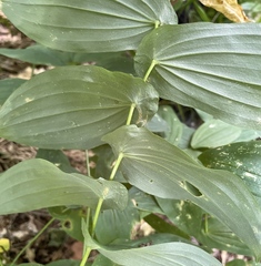 Uvularia grandiflora