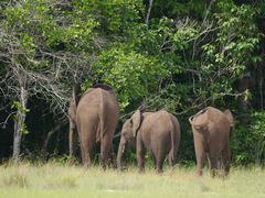 Loxodonta cyclotis