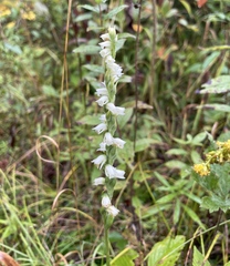 Spiranthes casei