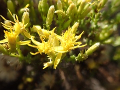 Ericameria ericoides