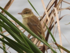 Acrocephalus orientalis