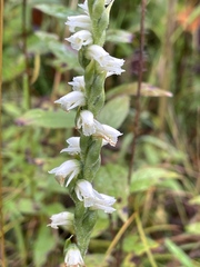 Spiranthes casei