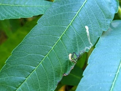 Stigmella intermedia